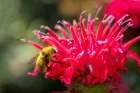 Issaquah, Washington State, USA. Bee Balm flower blossom being pollinated by a bumblebee Art Print